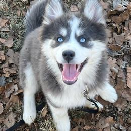 Anna - Blue female Pomsky puppy in Henderson, Kentucky from Paris Pomskies