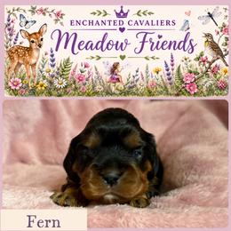 Fern - Black and tan female Cavalier King Charles Spaniel puppy in Auburn, Washington from Enchanted Cavaliers