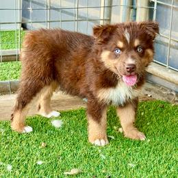 Tri male - Red tri male Miniature Australian Shepherd puppy in Lemon Cove, California from Magic Ranch Mini Aussies