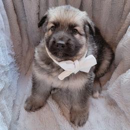 Puppy 2 - Gray sable male Shiloh Shepherd puppy in Plant City, Florida from Look Up Shilohs