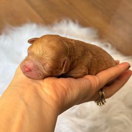 Easter - Apricot male Maltipoo puppy in El Dorado, Arkansas from Magnolia Mini Doodles