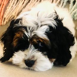 Cockapoo Puppies from Lulu's Cockapoos