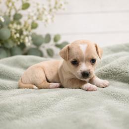 Cream Smooth Coat Female - Cream and white female Chihuahua puppy in Nashville, Tennessee from Music City Chi’s