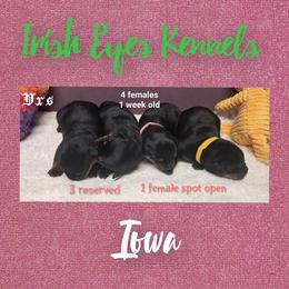 Girl 1 - Black and mahogany female Rottweiler puppy in De Witt, Iowa from Irish Eyes Kennels