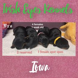 Girl 1 - Black and mahogany female Rottweiler puppy in De Witt, Iowa from Irish Eyes Kennels