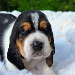 Fred 3000 - Black white and brown male Basset Hound puppy in Big Rapids, Michigan from Basket Hound Bassets