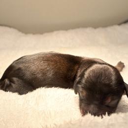 Harry - Red male Dachshund puppy in Miami, Florida from Haus Ernand Dachshunds