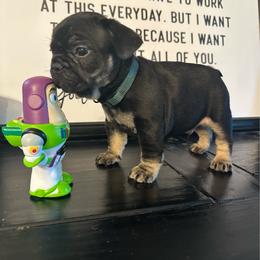 Douggie from ofa'd parents - Black and tan male French Bulldog puppy in Billings, Montana from Montana Made Frenchies