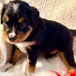Puddle (grey ribbon) - Phantom male Bernedoodle puppy in Fallbrook, California from BFF Bernedoodles