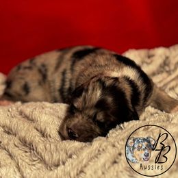 Australian Shepherd Puppies from Double B Aussies