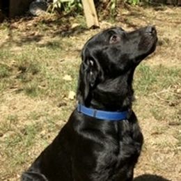 Labrador Retriever All Grown Up from Hunter’s Moon Labradors