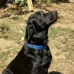 Labrador Retriever All Grown Up from Hunter’s Moon Labradors