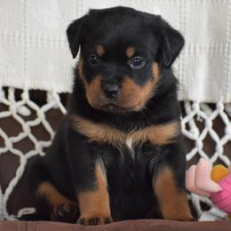 Fiona - Black and mahogany female Rottweiler puppy in Catawissa, Pennsylvania from Sharp Ridge Rottweilers