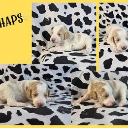 Chaps - Parti male Poodle puppy in Mcbain, Michigan from Northern Creek