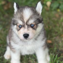 Elio - Sable and white male Siberian Husky puppy in London, Ohio from Rose Trail Siberian’s