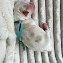 AKC Blue Collar - Red male Havanese puppy in Dallas, Georgia from West Cobb Dogs