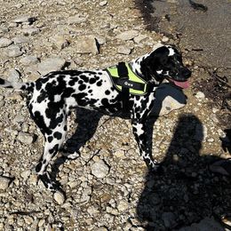 Gus - Dalmatian