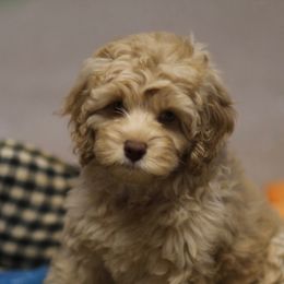Australian Labradoodle Puppies from Majestic Labradoodles
