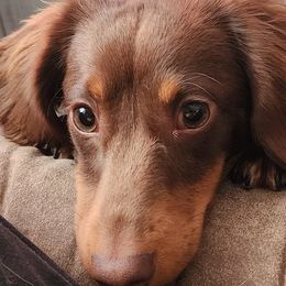 Dachshunds from Dogwood Doxies