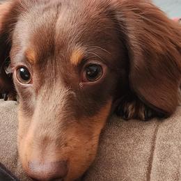 Dachshunds from Dogwood Doxies