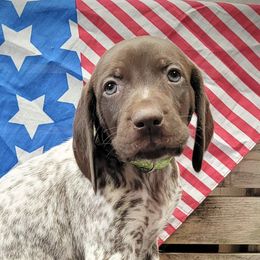 German Shorthaired Pointers from Patched and Ticked German Shorthaired Pointers