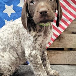German Shorthaired Pointers from Patched and Ticked German Shorthaired Pointers