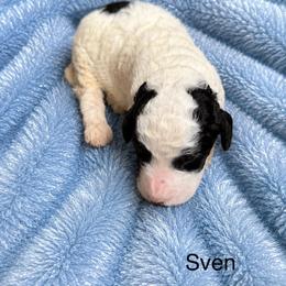 Sven - Parti male Poodle puppy in Washington, Pennsylvania from Patriotic Poodles