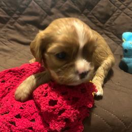 Kipper - Ruby male Cavalier King Charles Spaniel puppy in Tahlequah, Oklahoma from Love Some Dogs Dachshunds & Cavalier King Charles Spaniels,Cavapoos