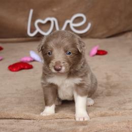 Taylor - AKC Reg - Lilac female Border Collie puppy in Courtland, Alabama from C Bar C Ranch Border Collies