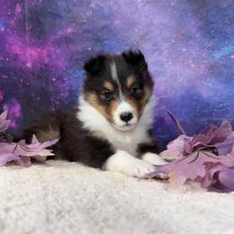 Tiny snips - Black white and tan female Shetland Sheepdog puppy in Elk, Washington from Asgard Shetland Sheepdogs