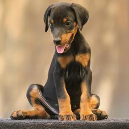 Ysilla - Black and rust female Doberman Pinscher puppy in Commerce, Texas from Elitehaus