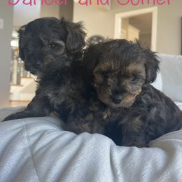 Yorkipoo Puppies from Bossman Yorkipoos