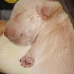 Louise - Cream female Dachshund puppy in Frankfort, Kentucky from Gigi's Dachshunds