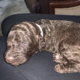 Goldendoodle and Labradoodle Puppies from Jessica Henry