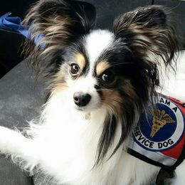 Papillon Puppies from Koh Tang Kennels