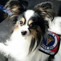 Papillon Puppies from Koh Tang Kennels