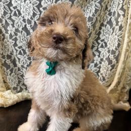 Cobbler - Merle male Labradoodle puppy in Candler, North Carolina from Maple Bakin’ Doodles