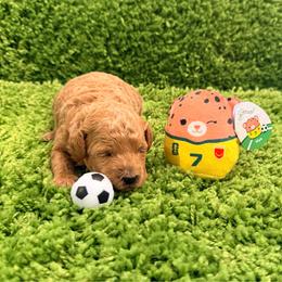 Aliss - Apricot female Goldendoodle puppy in Winter Springs, Florida from Lucky Heart TeddyBear Goldendoodles