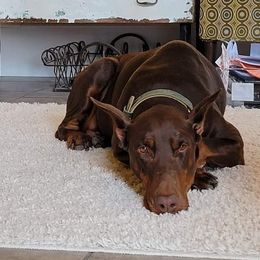 Doberman Pinschers from Cumplido Dobermans