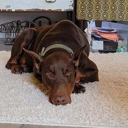 Doberman Pinschers from Cumplido Dobermans
