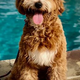 Bernedoodle, Goldendoodle, Poodle, and Sheepadoodle All Grown Up from Dapper Doodles