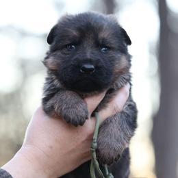 Olive Collar - Bruno - Sable male German Shepherd puppy in Augusta, West Virginia from Cricket Hollow Canines