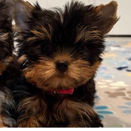 Daisy - Black and gold female Yorkshire Terrier puppy in Forest Hill, Maryland from Chikito's Yorkies