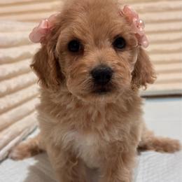 Nala - Apricot female Maltipoo puppy in Bakersfield, California from Silvia's Maltipoos