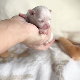 Fiji - White male Maltese puppy in Mc Kinney, Texas from Made to Love Maltese LLC
