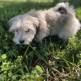 Havanese Puppies from Home with Havanese