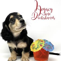 Dachshund Puppies from Legacy Lane Dachshunds
