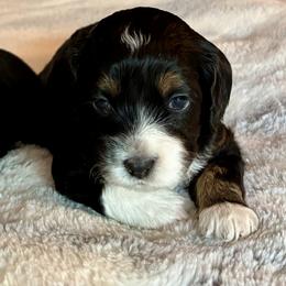 Mears - Black white and tan female Cockapoo puppy in Marietta, South Carolina from River Falls Cockapoos