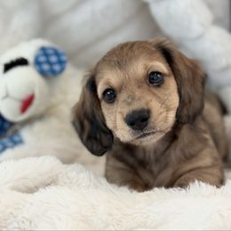 Jet - Dapple male Dachshund puppy in La Marque, Texas from For the Love of Doxens