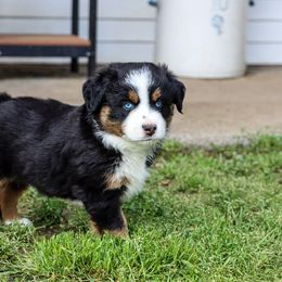 Miniature Australian Shepherd and Toy Australian Shepherd Puppies from Blue Springs Aussies